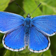 Illustration for article titled Extraordinary eggs and caterpillars are as beautiful as the butterflies